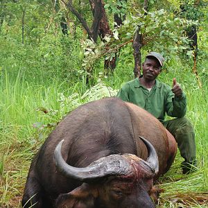 Nice Buffalo hunted in CAR with Central African Wildlife Adventures