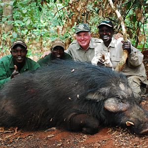 Old Giant Forest Hog hunted in CAR with Central African Wildlife Adventures