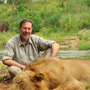 Old and worn warrior Lion hunted in CAR with Central African Wildlife Adven