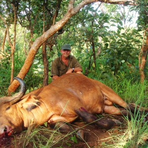 Red Buffalo hunted in CAR with Central African Wildlife Adventures
