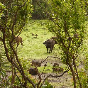 CAR with Central African Wildlife Adventures