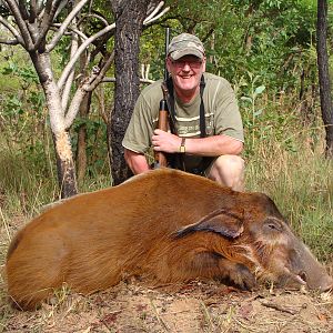 Red River Hog hunted in CAR with Central African Wildlife Adventures