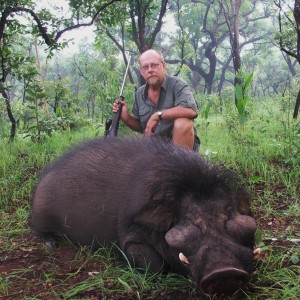 Very big Giant Forest Hog hunted in CAR with Central African Wildlife Adven