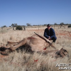 Hunting Camel in Australia