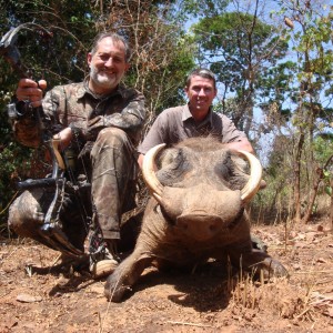 Warthog bowhunted in CAR with Central African Wildlife Adventures