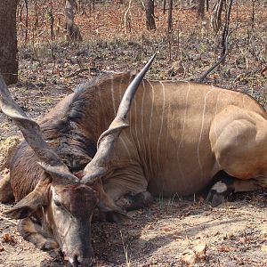 Lord Derby Eland hunted in Central African Republic with CAWA