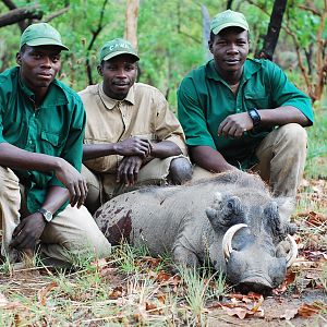Warthog hunted in CAR with Central African Wildlife Adventures