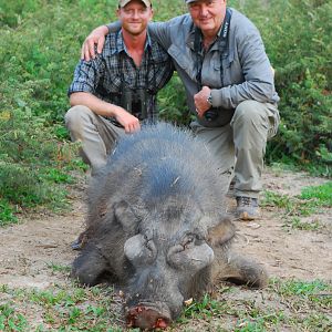 Giant Forest Hog hunted in CAR with CAWA