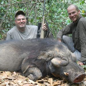 Giant Forest Hog hunted in CAR with CAWA