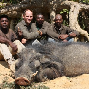 Giant Forest Hog hunted in CAR with CAWA