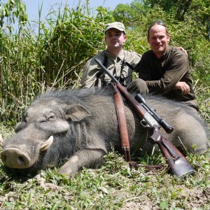 Giant Forest Hog hunted in CAR with CAWA