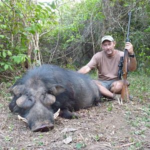 Giant Forest Hog hunted in CAR with CAWA