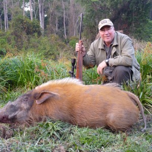 Red River Hog hunted in CAR with Central African Wildlife Adventures