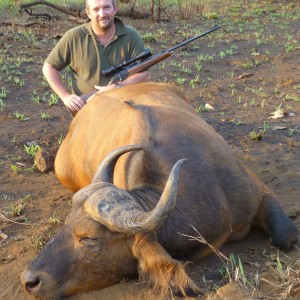 Buffalo hunted in Central African Republic with CAWA