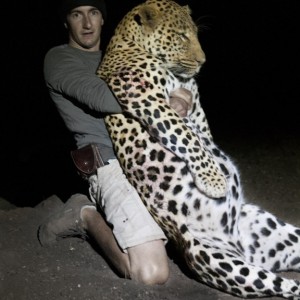 The Musomberi Monster Leopard, Zimbabwe