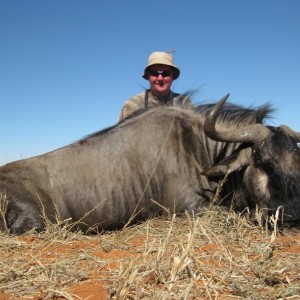 Blue Wildebeest Namibia