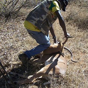 Impala Limpopo South Africa