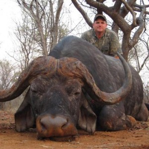 Buffalo Hunt in Save Valley Conservancy Zimbabwe