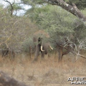 Elephant in Save Valley Conservancy Zimbabwe