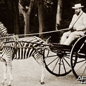 Zebra drawn carriage driven by Lord Lionel Walter Rothschild