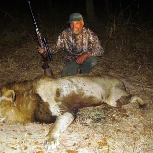 Big Lion hunted in Zambia with Prohunt Zambia