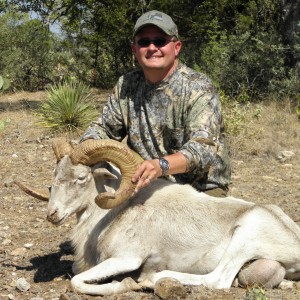 Texas Dall Ram - 2011