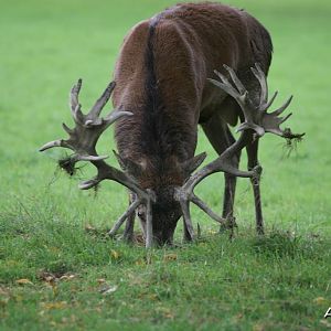 Red Deer England