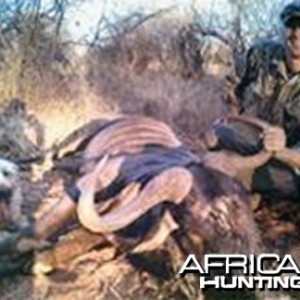 Big Lion hunted in Zambia with Prohunt Zambia