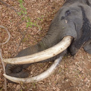 Dakota's Bow Shot Elephant