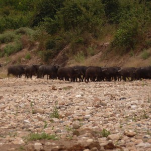 Buffalo in Zimbabwe