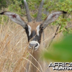 Young Roanne Antilope - Burkina Faso