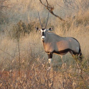 Oryx - Namibia - July 2011