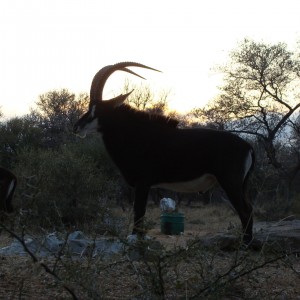 Sable South Africa