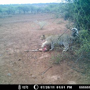 Leopard Trail Cam
