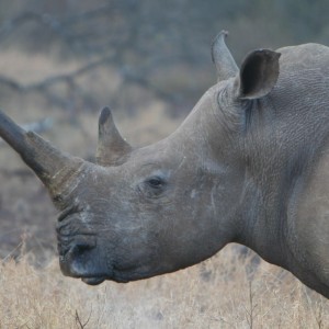Rhino cow