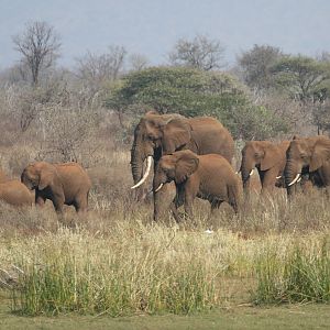 Local Elephant herd