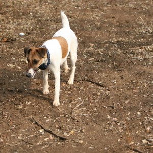 Nala at the range