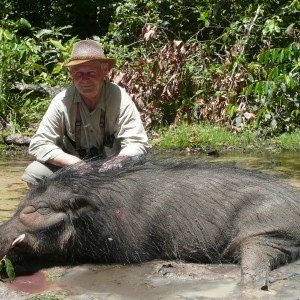 Hunting Giant Forest Hog in CAR with Rudy Lubin Safaris