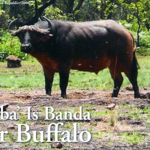 'Mba' Is Banda for Buffalo by J. Alain Smith