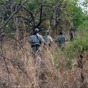 Hunting Bongo in CAR Rudy Lubin Safaris