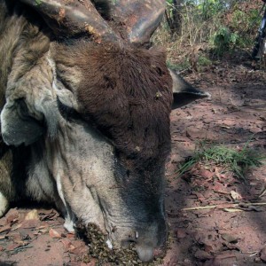 African Killer bees around the elandâ€™s nose