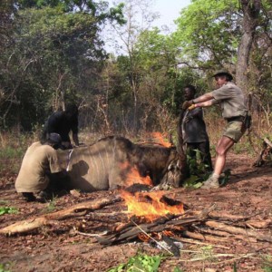 Hunting Lord Derby Eland in CAR