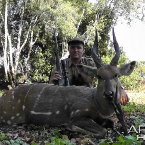 Bushbuck