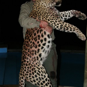 Leopard Namibia 2011
