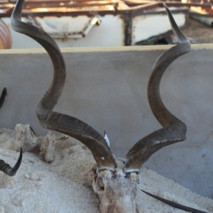 59 inch Kudu hunted in Namibia