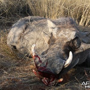 Warthog hunted in Namibia