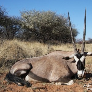 Gemsbok hunted in Namibia