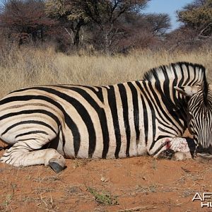 Zebra hunted in Namibia