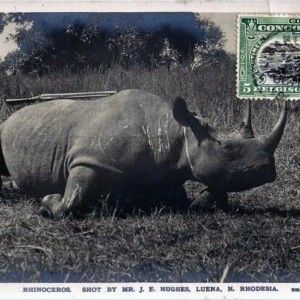 Hunting Black Rhinoceros in Rhodesia Africa ca 1919