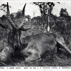 Hunting Puku in Rhodesia ca 1919